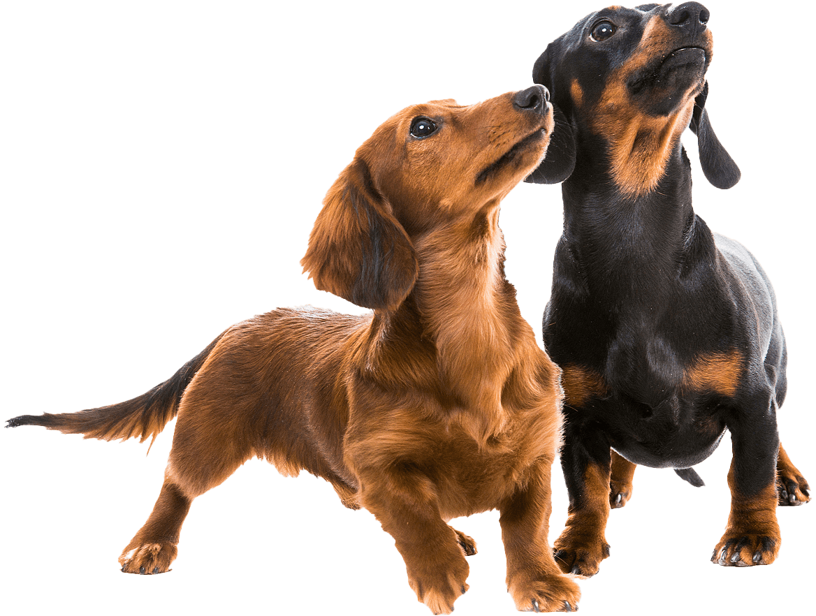 Hond02