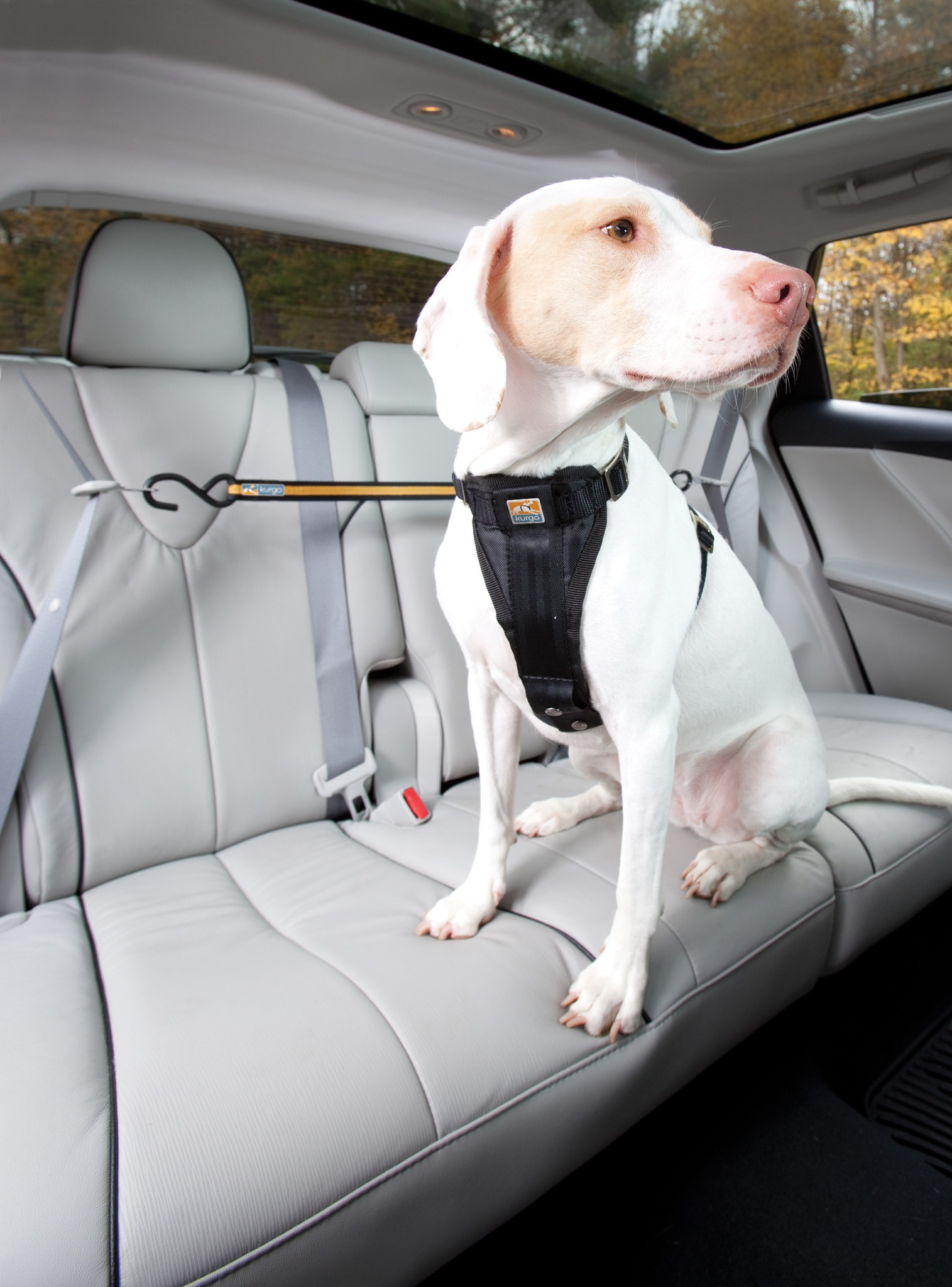 Kurgo - Auto Zip Line For Dogs - Afbeelding 4