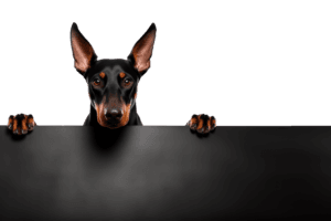 Een foto van een doberman achter een schutting