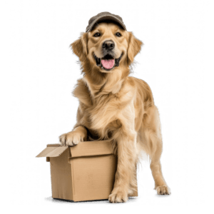 Foto van een hond met een pakket onder zijn poot.