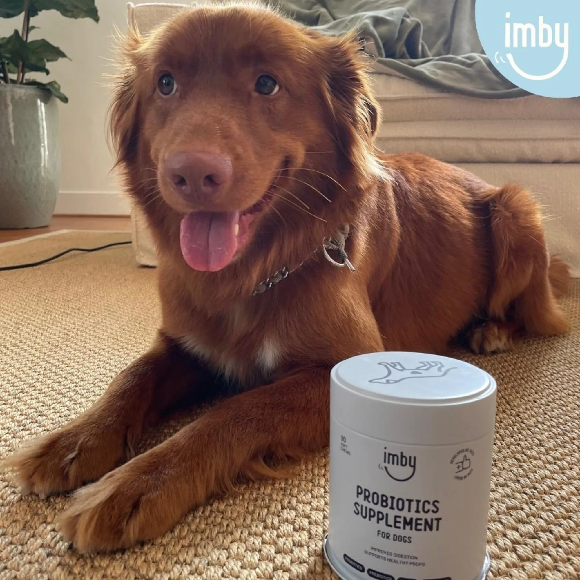 Imby - Probiotics Supplement voor honden - 270g Het Imby Probiotica supplement is perfect voor honden met een gevoelige maag. Het verbetert de spijsvertering van de hond, ondersteunt een gezonde stoelgang en verhoogt de algehele immuniteit.