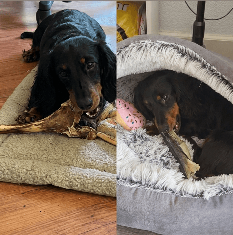 Een collage van twee foto's ingezonden door tevreden klanten van Hondenvoer en meer. Links: Een black and tan Teckel (Maan) kluift intensief op een groot gedroogd reepootje op een ligmat. Rechts: Een Teckel (Yara) ligt comfortabel in een grijze, pluizige Trixie Donut mand (model Harvey) te kauwen op een stuk gedroogde haaienhuid, met een roze donut speeltje ernaast.