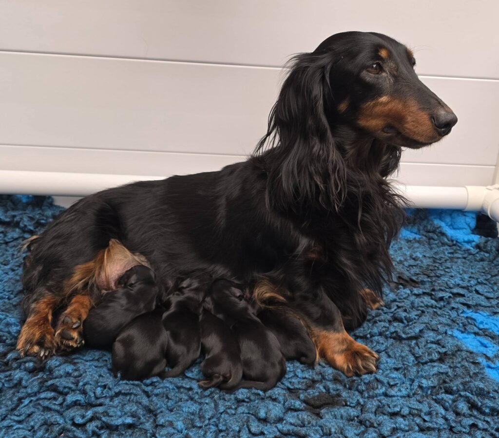 Vonya v/h Quackenbosch met haar 8 pas geboren pups.