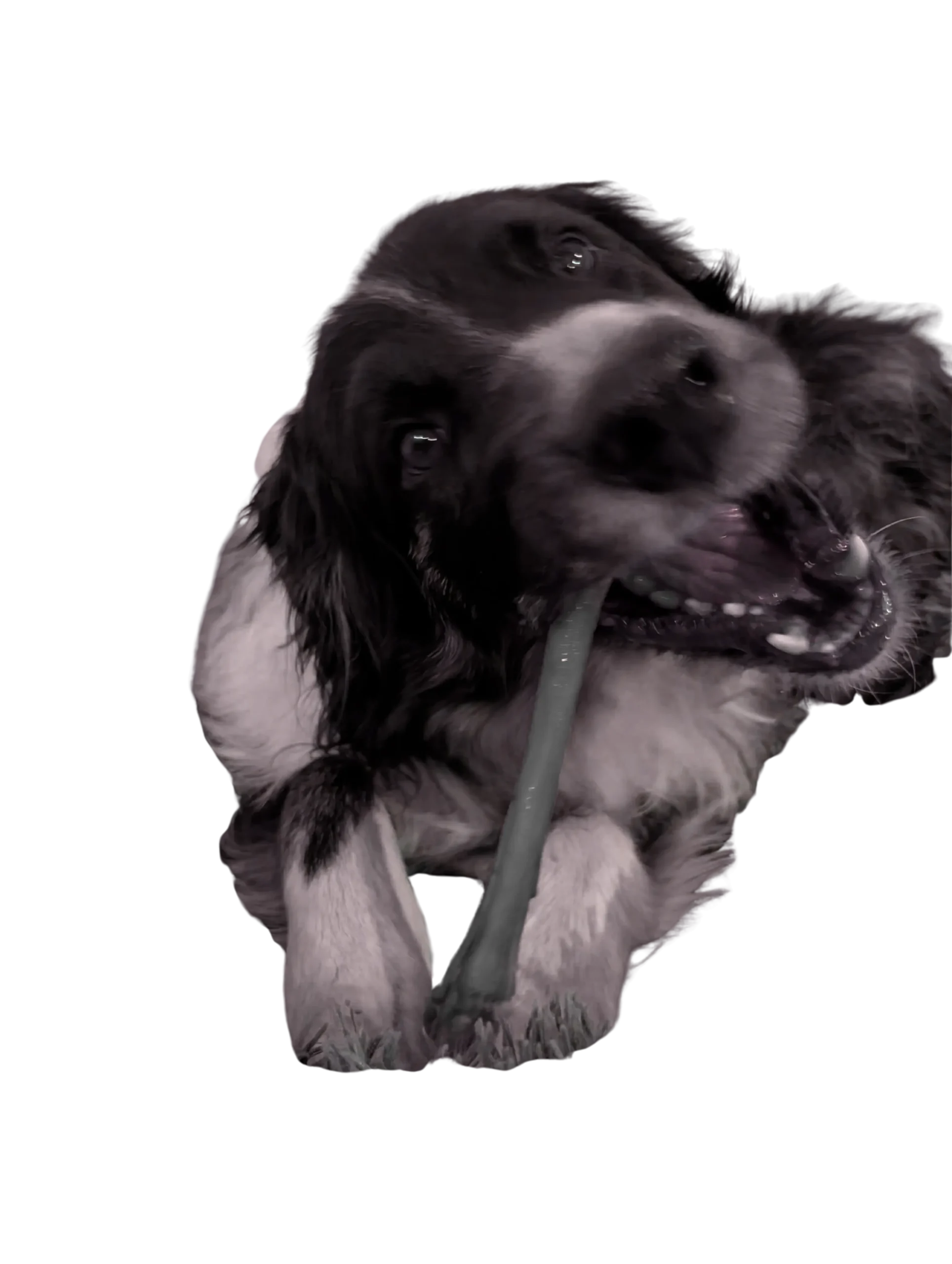 Bob de buurhond met een 100% natuurlijke snack, de konijnenpoot.