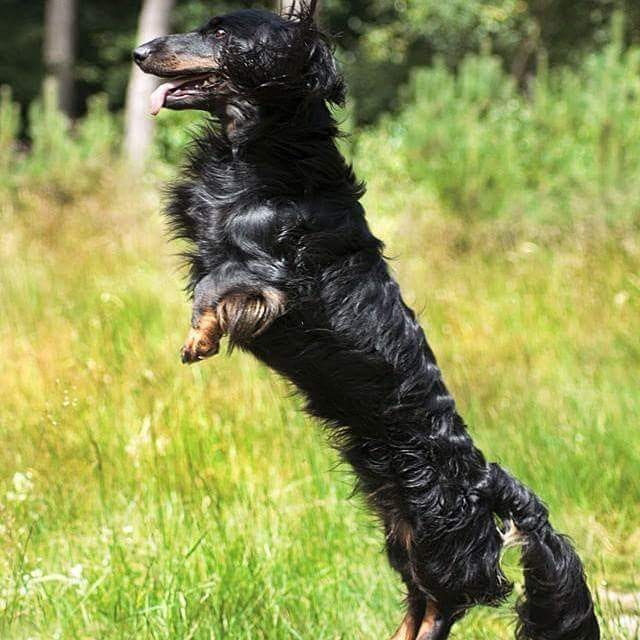Een vrolijke, springende langharige teckel vol energie, dankzij het Cenaturio hondenvoer dat Berry bezorgt in Gelderland.