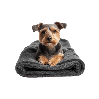 foto van een hond die op een hondendeken zit