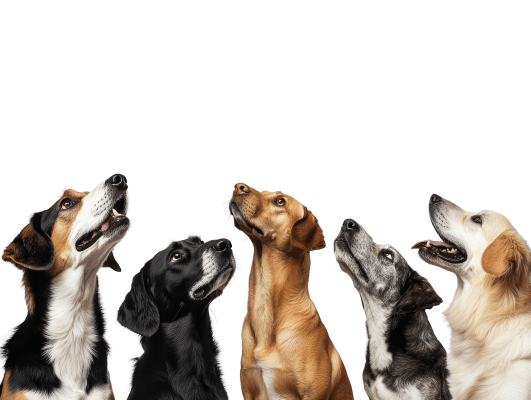 Foto van meerdere honden die omhoog kijken.